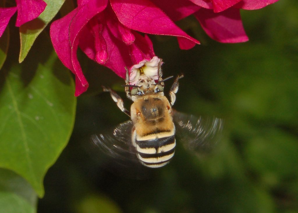 Amegilla sp. e Apidae Megachilinae